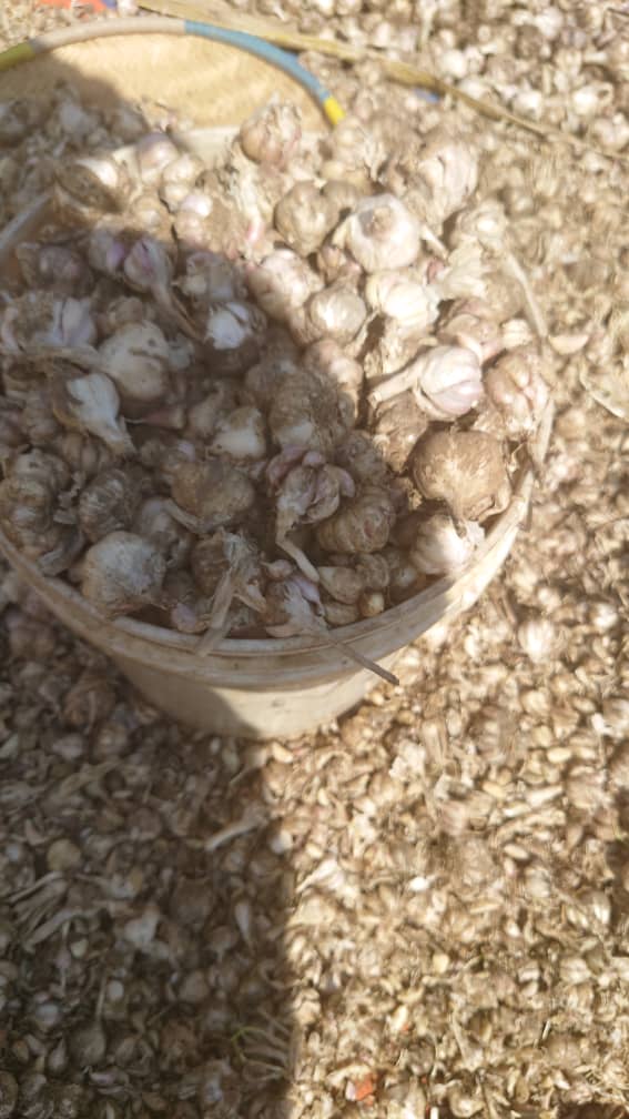 Fresh garlic harvest in a bucket and on the ground